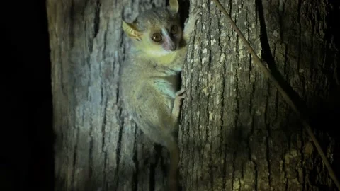 Grey Mouse Lemur - Microcebus murinus also Gray or Lesser mouse lemur, night lem Stock Footage 234143312