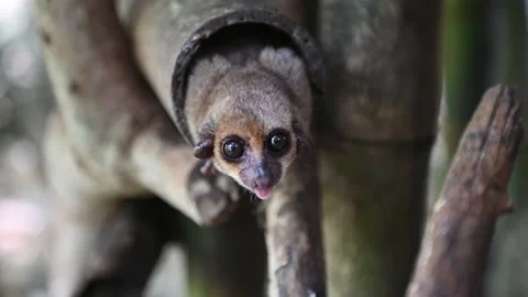 Grey mouse lemur Microcebus murinus, close up,portrait, Madagascar nature Stock Footage 323363389