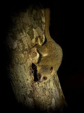 Grey Mouse Lemur - Microcebus murinus also Gray or Lesser mouse lemur, night  Stock Photos