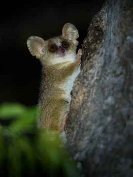 Grey Mouse Lemur - Microcebus murinus also Gray or Lesser mouse lemur, night  Stock Photos
