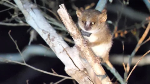Grey Mouse Lemur Sitting On Branch, Kirindi Forest Reserve, Madagascar Stock Footage 122280658