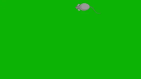Grey Mouse Running Animation on Green Screen  Cute Rodent Motion Video stock 314919359