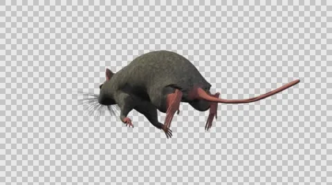 Grey Mouse Running - Back Left View - With Embedded Alpha- Looped Clip Vídeos de archivo 61378684