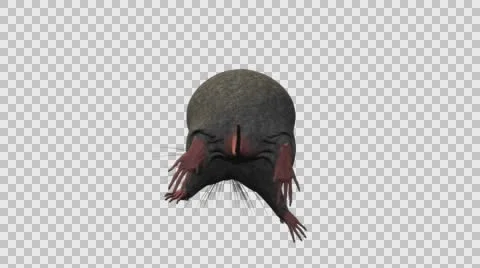 Grey Mouse Running - Back View - With Embedded Alpha- Looped Clip Vídeos de archivo 61378503