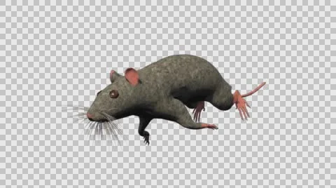 Grey Mouse Running - Front Left View - With Embedded Alpha- Looped Clip Video stock 61378000