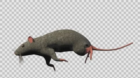 Grey Mouse Running - Left View - With Embedded Alpha- Looped Clip Vídeos de archivo 61377998