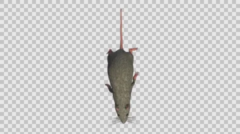 Grey Mouse Running - Top Bottom View - With Embedded Alpha- Looped Clip Video stock 61378511
