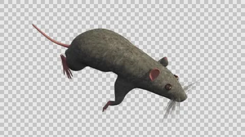 Grey Mouse Running - Top Left Axo View - With Embedded Alpha- Looped Clip Vídeos de archivo 61378484