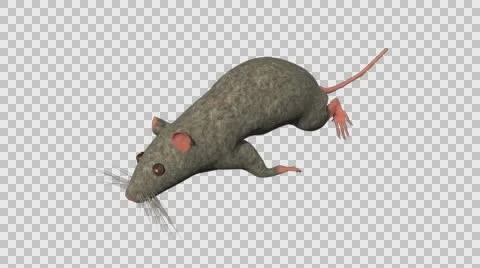 Grey Mouse Running - Top Right Axo View - With Embedded Alpha- Looped Clip Vídeos de archivo 61378378