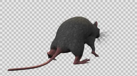 Grey Mouse Walking - Back Right View - With Embedded Alpha- Looped Clip Vídeos de archivo 61378435