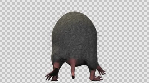 Grey Mouse Walking - Back View - With Embedded Alpha- Looped Clip Vídeos de archivo 61378028