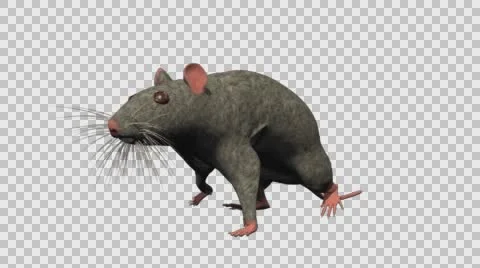 Grey Mouse Walking - Front Left View - With Embedded Alpha- Looped Clip Vídeos de archivo 61378097