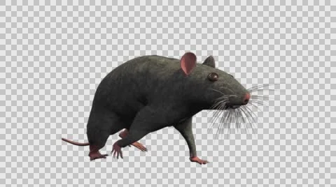 Grey Mouse Walking - Front Right View - With Embedded Alpha- Looped Clip Vídeos de archivo 61378461