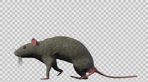 Grey Mouse Walking - Left View - With Embedded Alpha- Looped Clip Vídeos de archivo 61378346