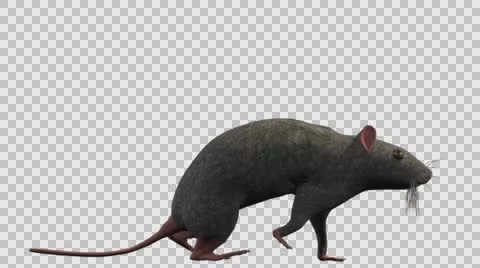 Grey Mouse Walking - Right View - With Embedded Alpha- Looped Clip Vídeos de archivo 61378390