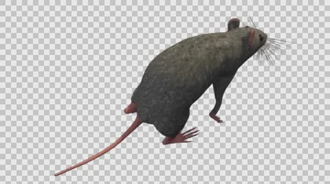 Grey Mouse Walking - Top Back Right Axo View - With Embedded Alpha- Looped Cl Stock-Footage 61378680