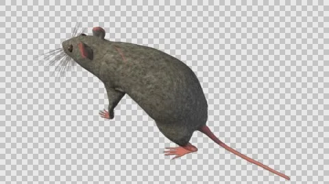 Grey Mouse Walking - Top Back Left Axo View - With Embedded Alpha- Looped Cli Vídeos de archivo 61378711