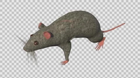 Grey Mouse Walking - Top Left Axo View - With Embedded Alpha- Looped Clip Stock-Footage 61378054