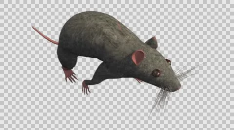 Grey Mouse Walking - Top Right Axo View - With Embedded Alpha- Looped Clip Video stock 61378498
