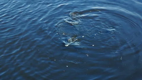 Grey mullet fish eating bread floating on water surface in the river Stock Footage 113587840