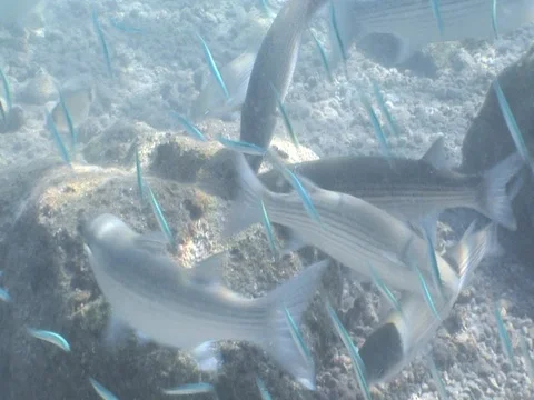 Eating Spawn Stock Video Footage | Royalty Free Eating Spawn Videos | Pond5