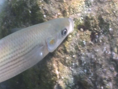 Eating Spawn Stock Video Footage | Royalty Free Eating Spawn Videos | Pond5