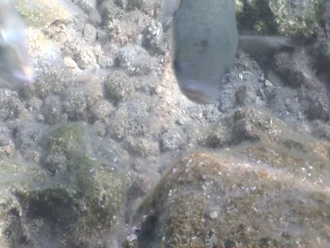 Eating Spawn Stock Video Footage | Royalty Free Eating Spawn Videos | Pond5