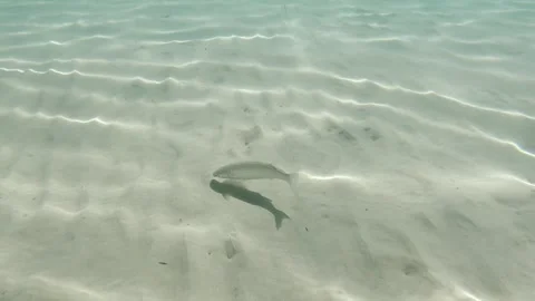 Grey mullet fish near the sandy bottom in the shallow waters of the Aegean sea Stock Footage 250833377