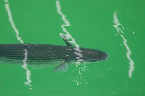 Grey mullet fish Foto stock