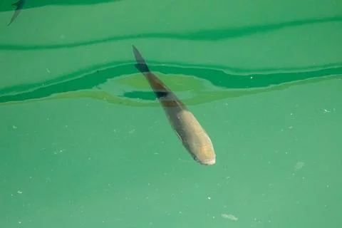 Grey mullet fish Stock Photos