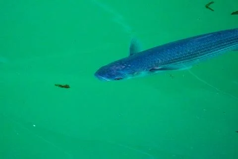 Grey mullet fish Stock Photos