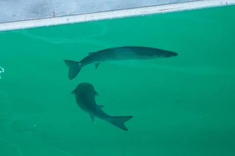 Grey mullet fish Stock Photos