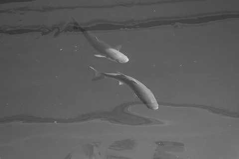 Grey mullet fish Foto stock