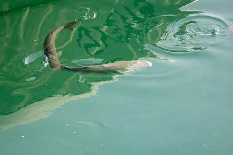 Grey mullet fish Foto stock