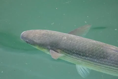 Grey mullet fish Stock Photos