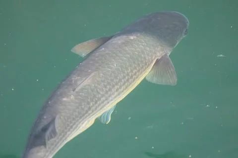 Grey mullet fish Stock Photos