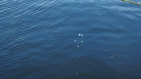 Grey Mullet fish rising in river to take bread from surface Stock Footage 113584380