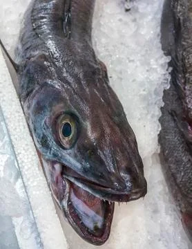 Grey Mullet . Isolated. Foto stock