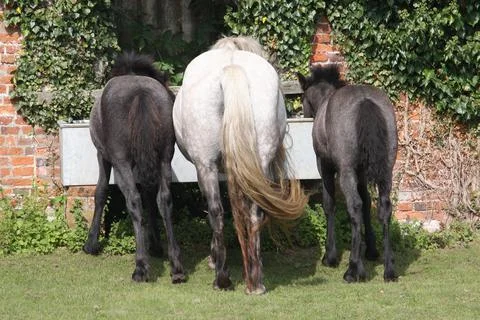 Grey native pony mare with two foals drinking at water trough Stock Photos