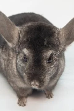 Grey nice chinchilla on white background Stock Photos