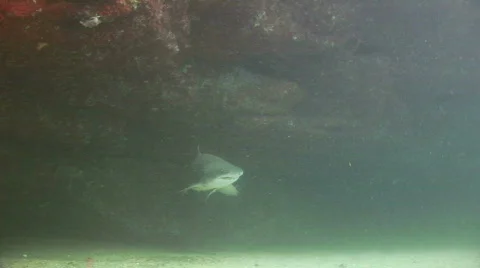 Grey Nurse Shark Stock Footage 160075