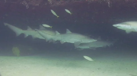 Grey Nurse Shark Stock Footage 160187