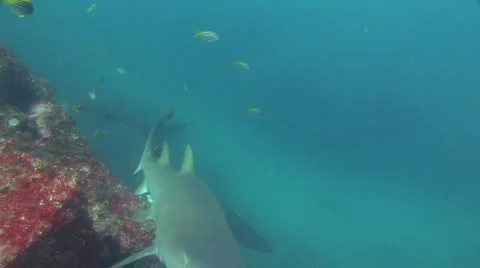 Grey Nurse Shark Stock Footage 160257