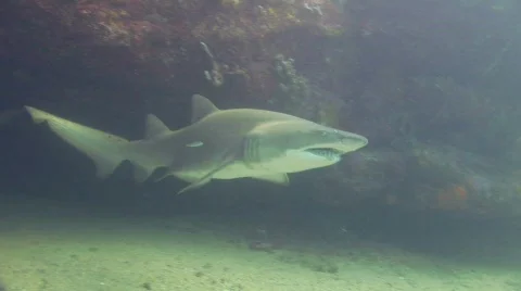 Grey Nurse Shark Stock Footage 160344
