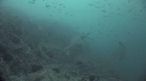Grey Nurse Shark Stock Footage 278082