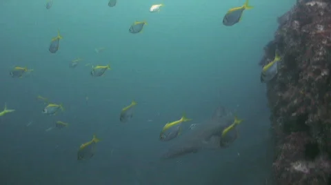 Grey Nurse Shark Stock Footage 278239