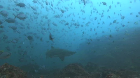 Grey Nurse Shark Stock Footage 278261