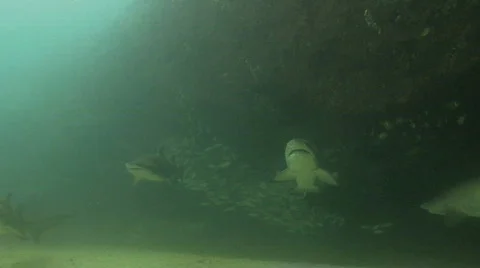 Grey Nurse Shark Stock Footage 286605