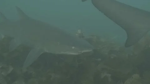 Grey Nurse Shark Stock Footage 233764824