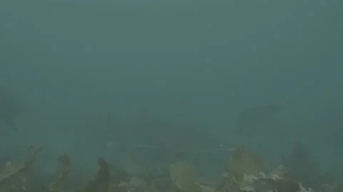Grey Nurse Shark Stock Footage 233767083